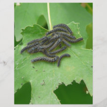 caterpillar huddle custom flyer