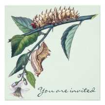 Caterpillar Invitation