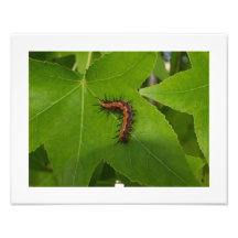 Caterpillar on Leaf Photo Art