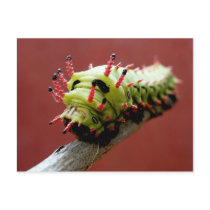 Caterpillar Postcards
