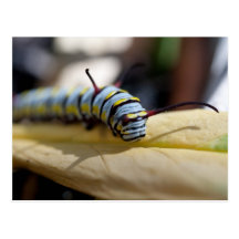 Caterpillar Postcard
