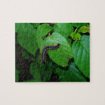 Caterpillar Puzzle