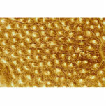 Caterpillar - skin photo cutout