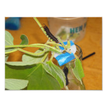 Caterpillars Photo