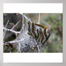 Caterpillars Posters