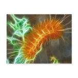 Caterpiller Fractal Postcard