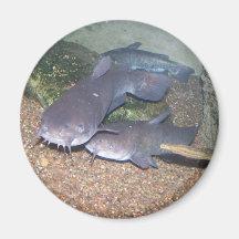 Catfish fishing zoo fridge magnet