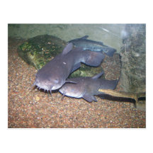 Catfish fishing zoo postcards
