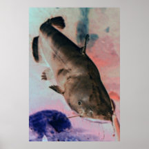 Catfish photo poster print
