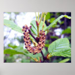 Catkins 1 Poster