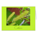 Catkins