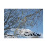 Catkins Post Cards