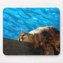 Catnap Fishing