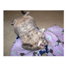 Catnip 2 post cards