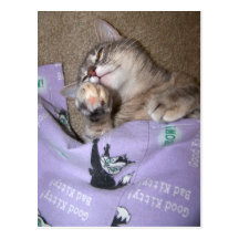 Catnip 3 postcards
