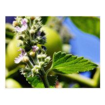 Catnip Leaves Flowers Postcards