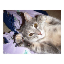 Catnip Post Card