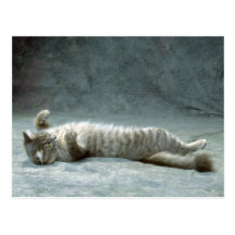 Catnip Post Cards