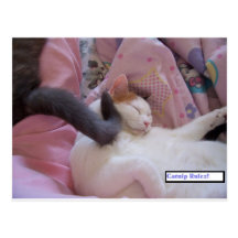 Catnip Rulez! Post Card