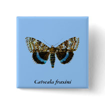 Catocala fraxini
