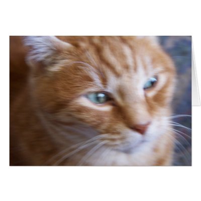 cats 002 greeting card by Novelist2
