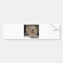 cats bumper stickers