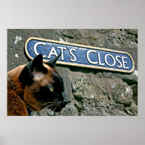 Cat's Close Poster Print