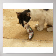 Cats everywhere print