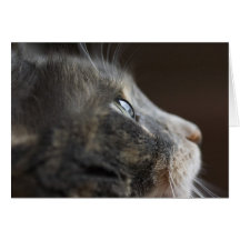 Cats eye blank note card