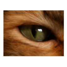 Cat's Eye Postcard