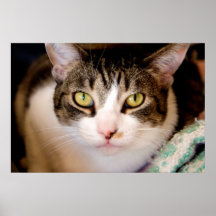 Cat's Eyes Poster Posters