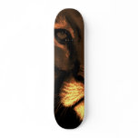 cats eyes - puma skateboards