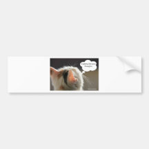 Cats-Head_Penny for your thoughts Bumpersticker