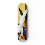 Cats Jumping Skateboard
