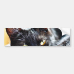 Cats Kitties Kitty Bumper Stickers