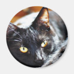 Cats Kitties Kitty Fridge Magnet