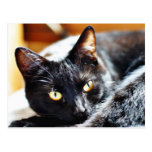 Cats Kitties Kitty Postcard