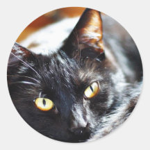 Cats Kitties Kitty Round Stickers