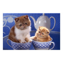 cats photo