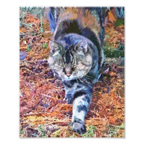 CATS PHOTO ART