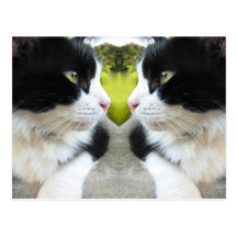 Cats Postcard
