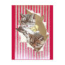 Cats Tear Through Wrapping Paper Post Card