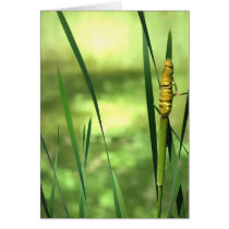 Cattails at the Pond Greeting Card