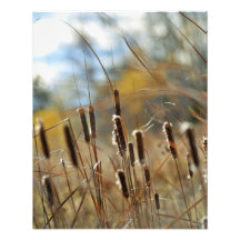 Cattails Framable Print Art Photo