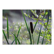 Cattails Greeting Cards