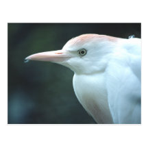 Cattle Egret Head Postcard