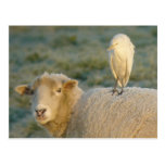 Cattle Egret on Sheep Postcard