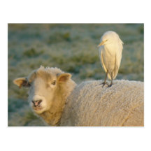 Cattle Egret on Sheep Postcard