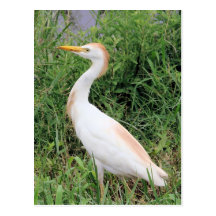 Cattle Egret Post Card