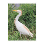 Cattle Egret Post Card